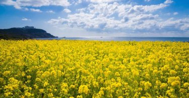 黄色の絶景！美しい菜の花畑・菜の花まつり6選