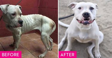 61 Rescue Dogs Before And After Their Makeovers