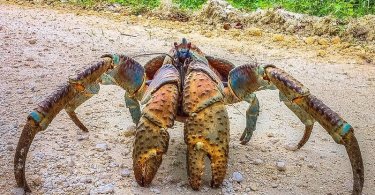 Man Grabs Crab Before Realizing What It Really Is
