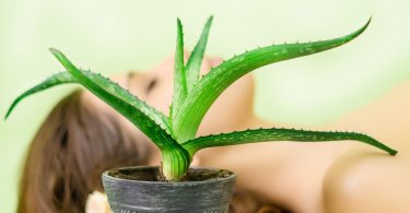 7 things you can do with an aloe vera plant