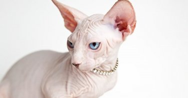 10 Most Expensive Cat Breeds