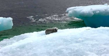 When A Fishing Crew Spotted A Creature Stranded On The Ice They Couldn’t Believe What They’d Found